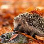 Angepasst How to Help Hedgehogs Eight Essential Tips Saga