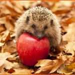 Einzahl Extremely Cute and Funny Names for A Pet Hedgehog