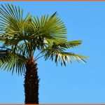 Neue Version Palms A Versatile Tree Divine Naples