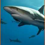 Perfekt Tiburón Tigre Shark Pescado Ocean Antecedentes Bajo El