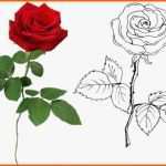 Unglaublich Rose Zeichnung Vorlage Genial Rose Zeichnen Rosen