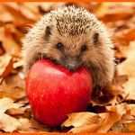 Wunderschönen Igel Bild istockphoto Tiere Pinterest