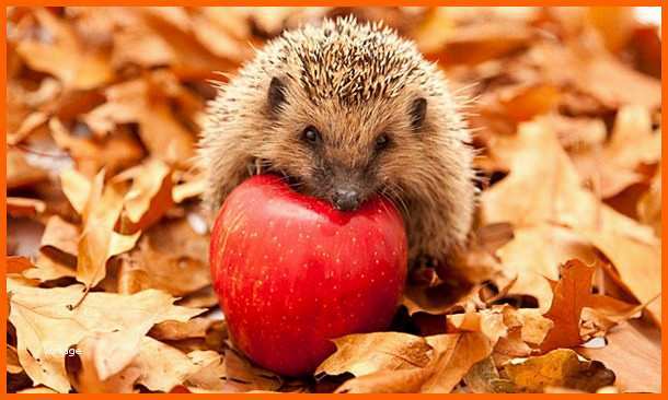 wunderschonen igel bild istockphoto tiere pinterest von silbenbogen vorlage